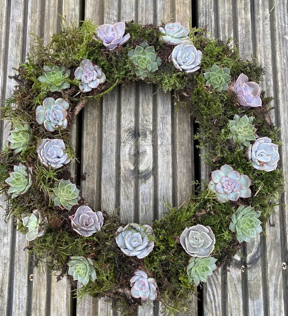 Medium succulent wreath